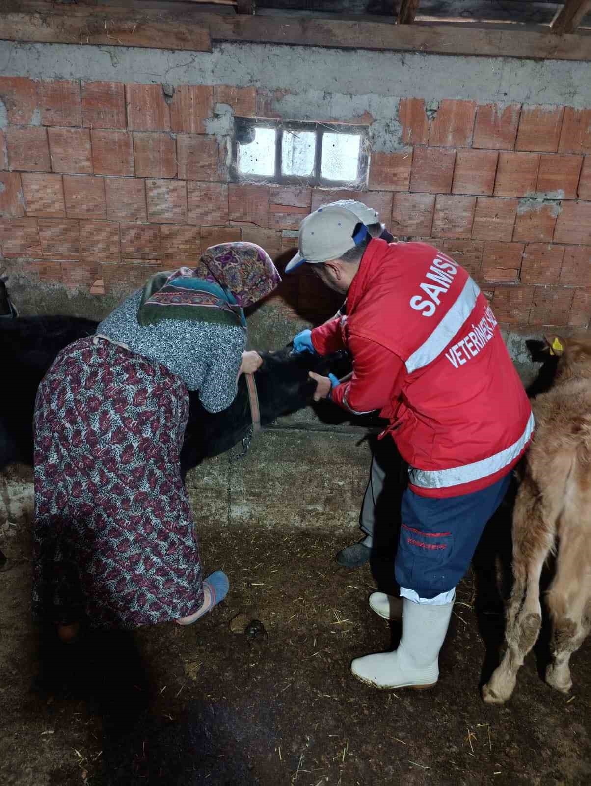 Çarşamba’da büyükbaş hayvanlara şap ve brucella aşısı

