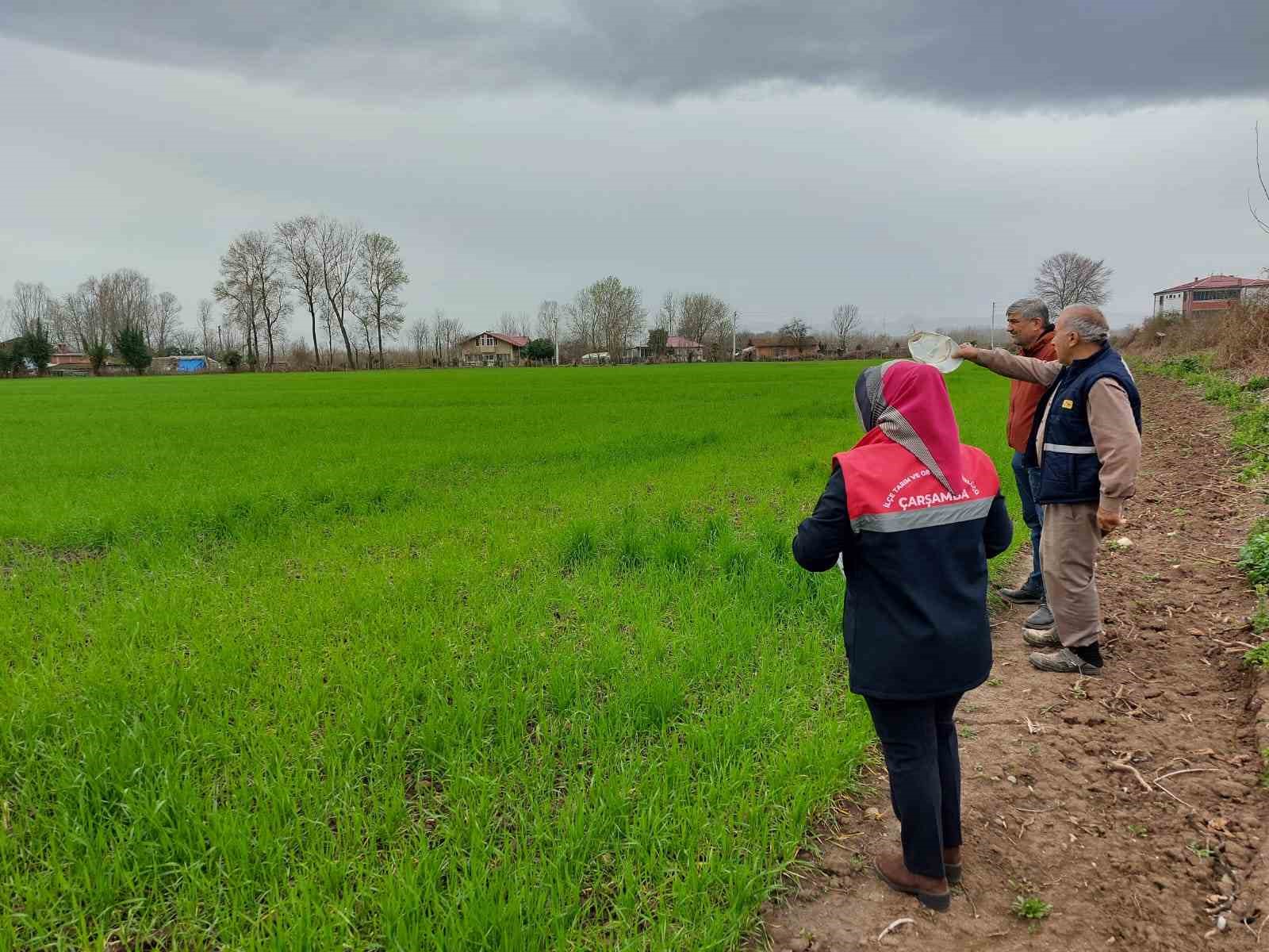Çarşamba’da fenolojik gözlem ve destekleme çalışmaları
