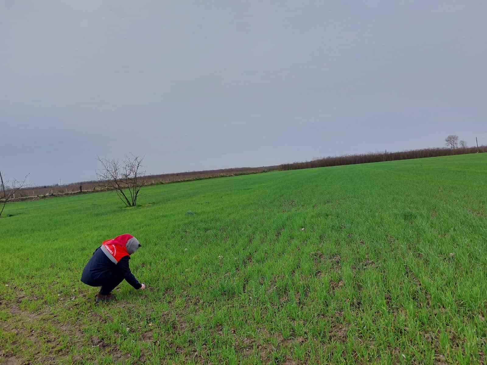 Çarşamba’da fenolojik gözlem ve destekleme çalışmaları
