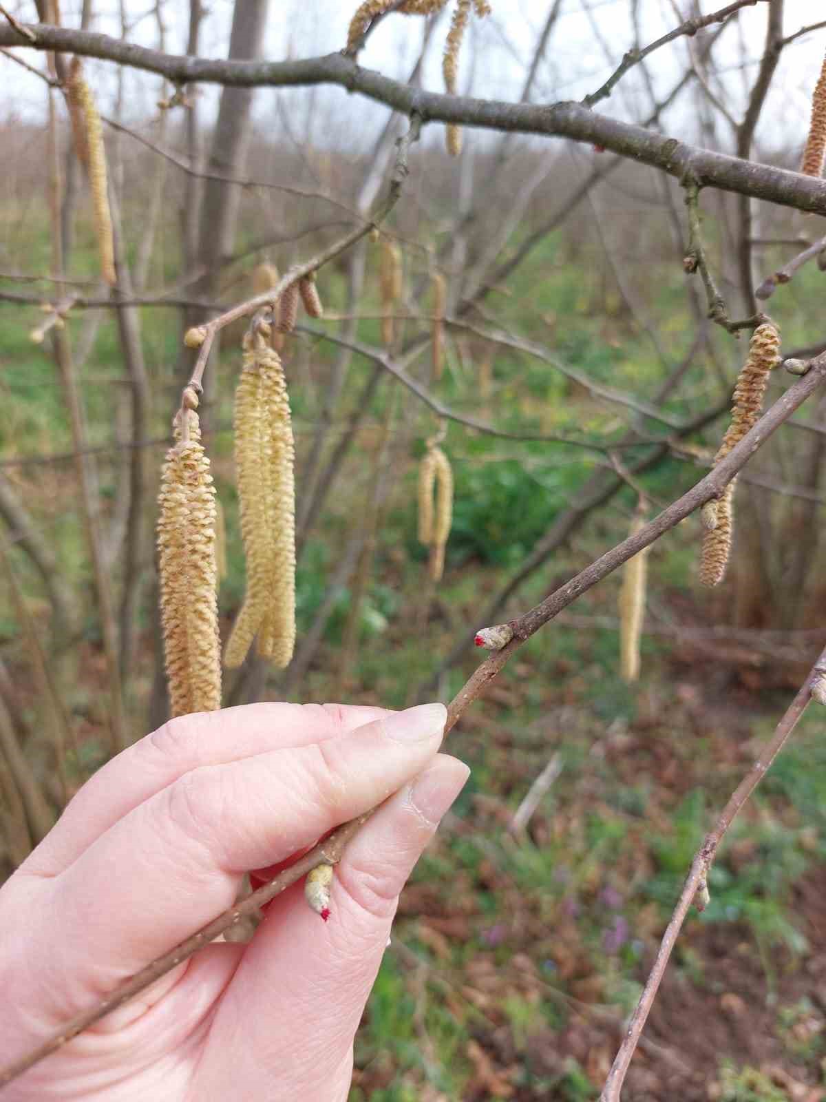 Çarşamba’da fenolojik gözlem ve destekleme çalışmaları
