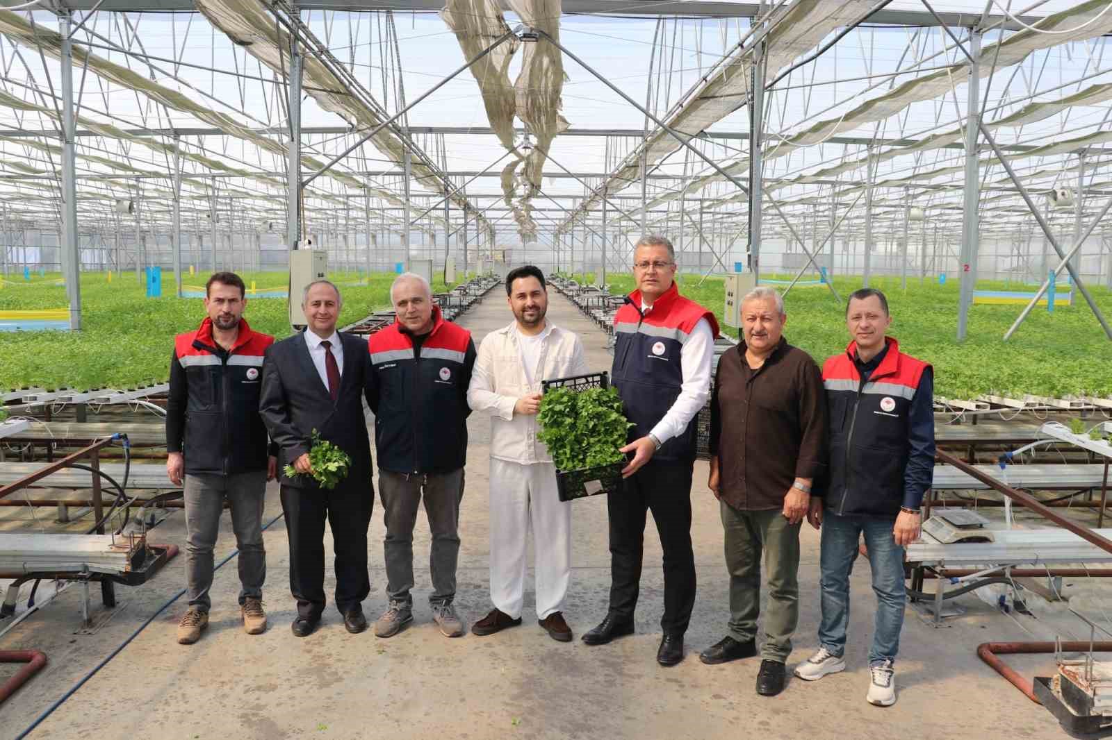 Çarşamba’da hidroponik maydanozda ilk hasat yapıldı
