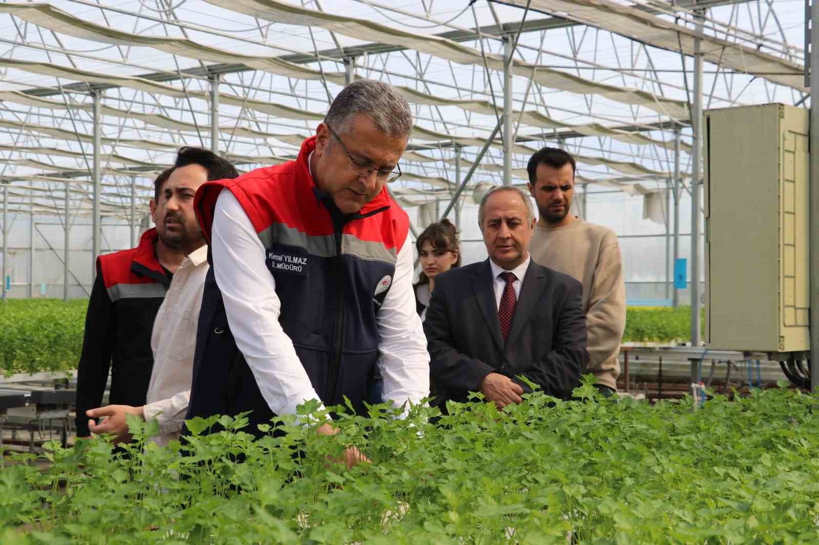 Çarşamba’da hidroponik maydanozda ilk hasat yapıldı
