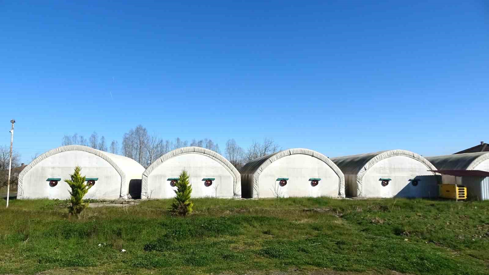 Çarşamba’da istiridye mantarı üretimi artıyor
