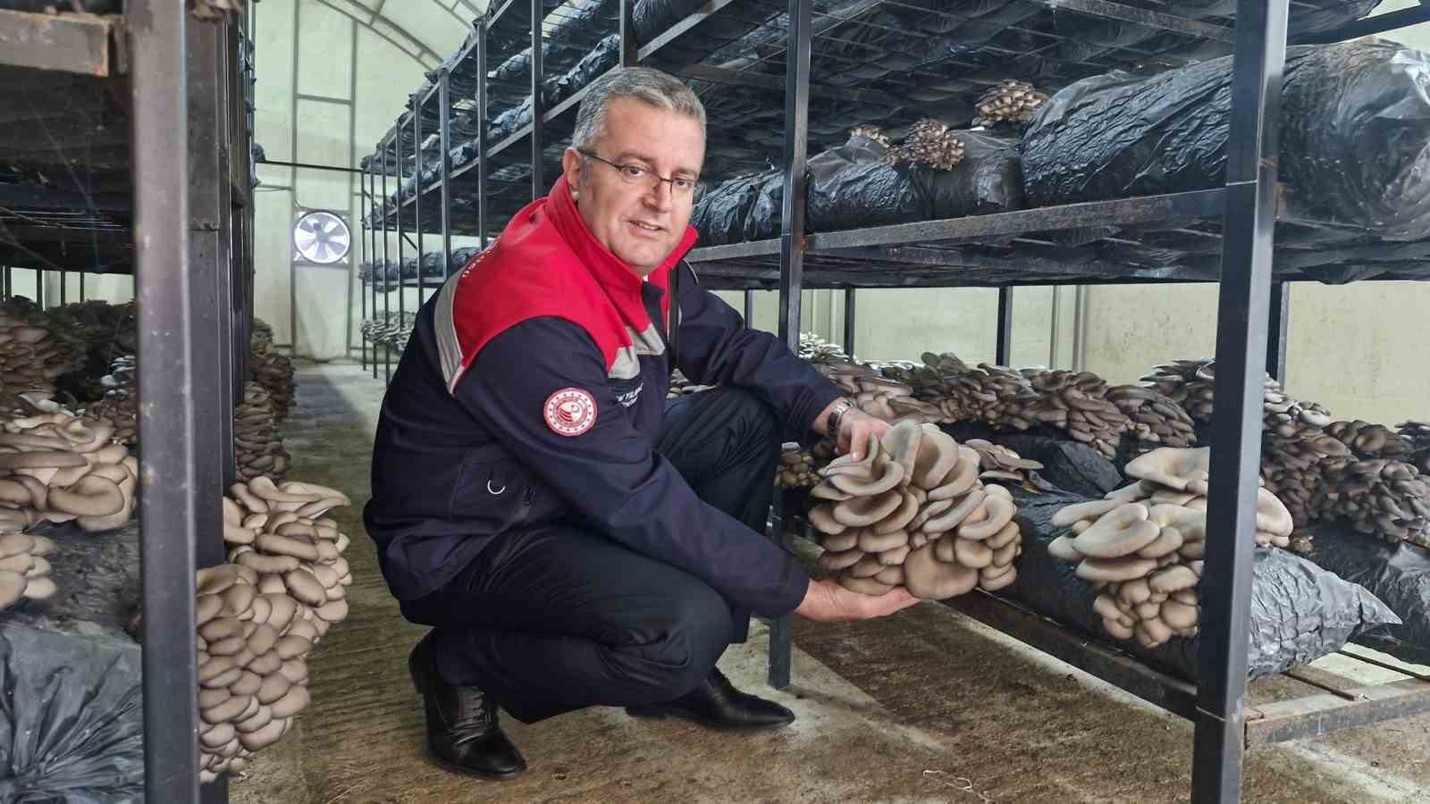 Çarşamba’da istiridye mantarı üretimi artıyor
