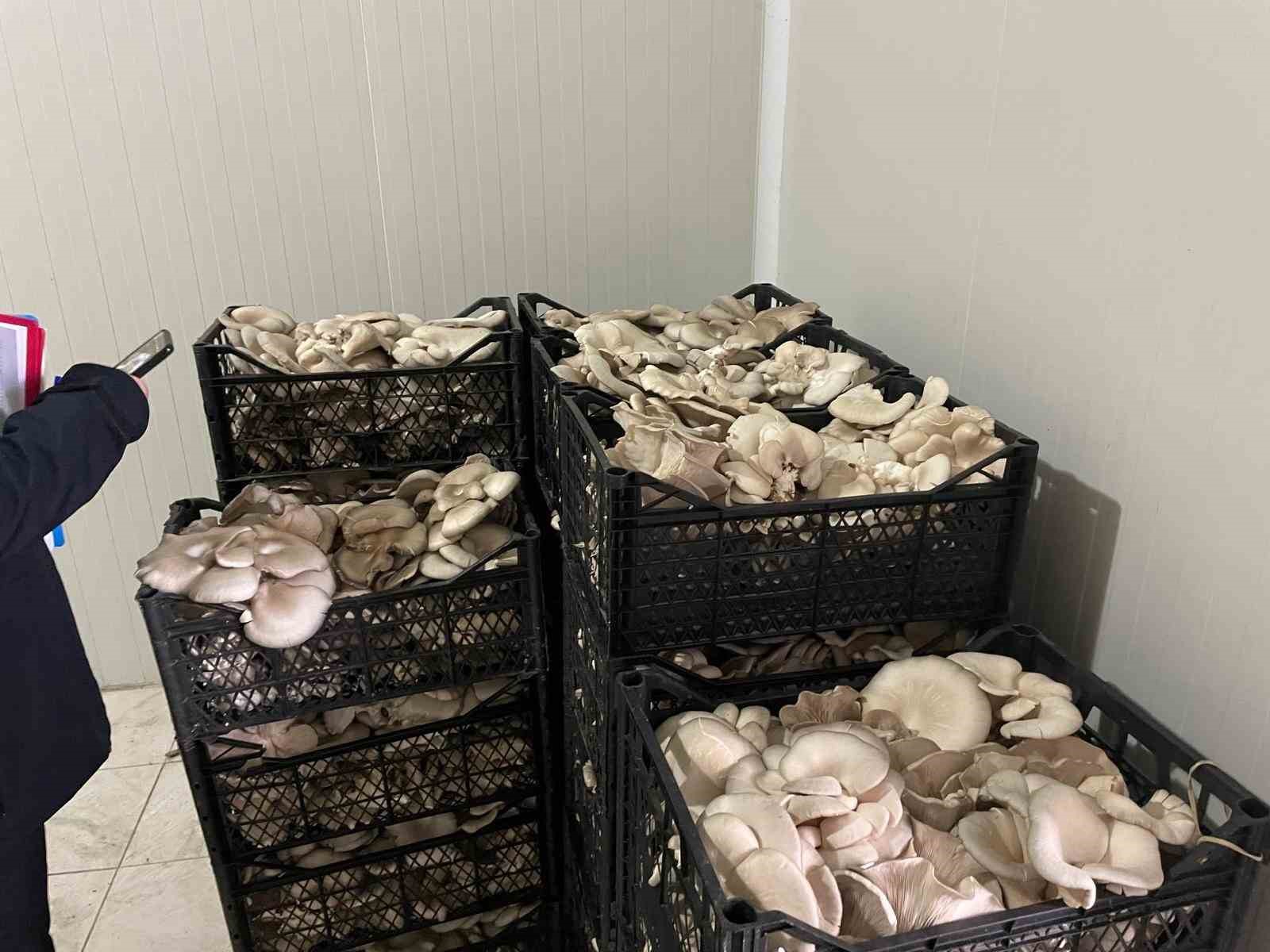 Çarşamba’da mantar hasadı etkinliği
