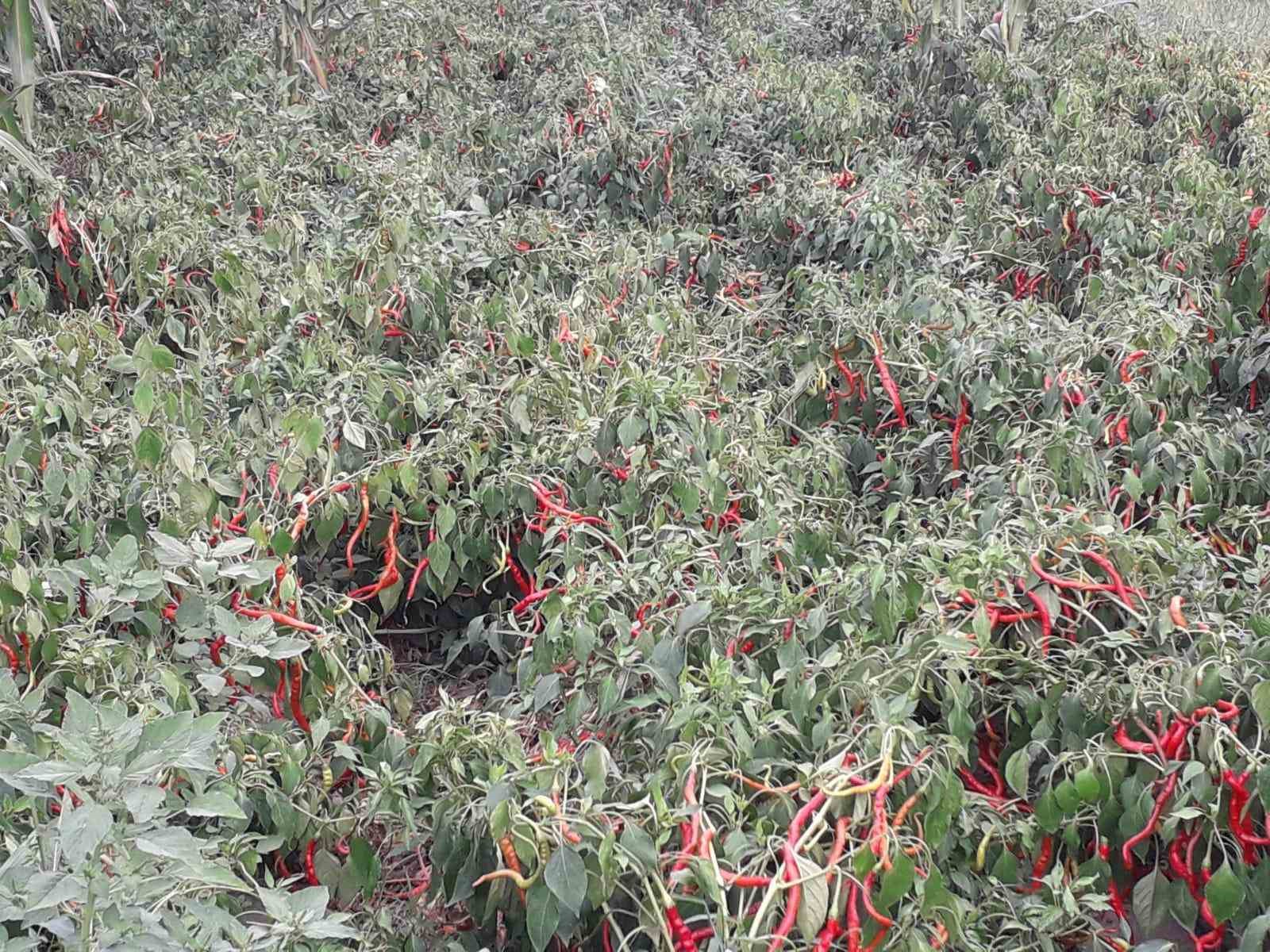 Çarşamba’nın tescilli lezzeti ’biber tuzu’ sofraları süslüyor
Çarşamba’nın tescilli lezzeti ’biber tuzu’ sofraları süslüyor