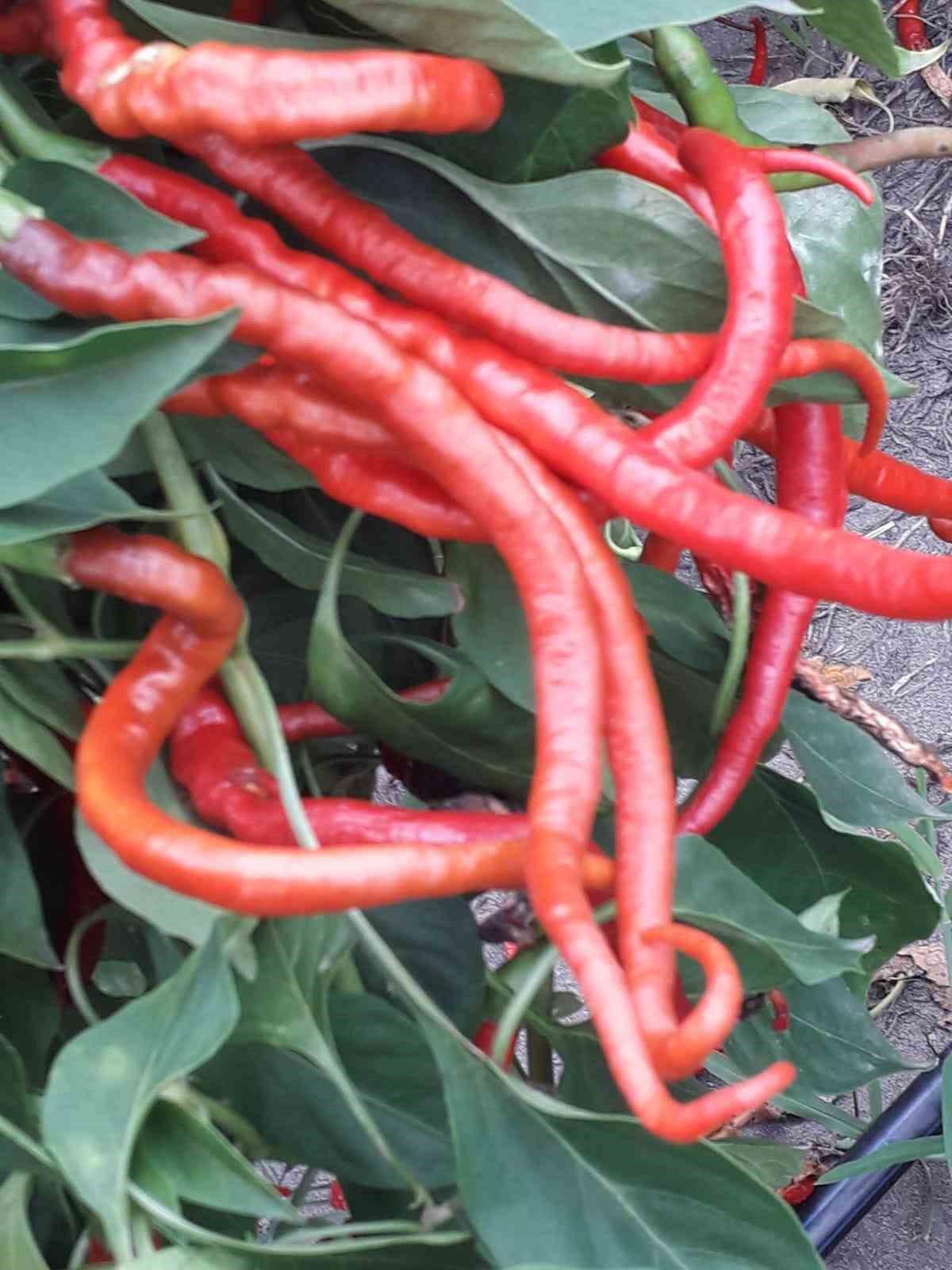 Çarşamba’nın tescilli lezzeti ’biber tuzu’ sofraları süslüyor
Çarşamba’nın tescilli lezzeti ’biber tuzu’ sofraları süslüyor