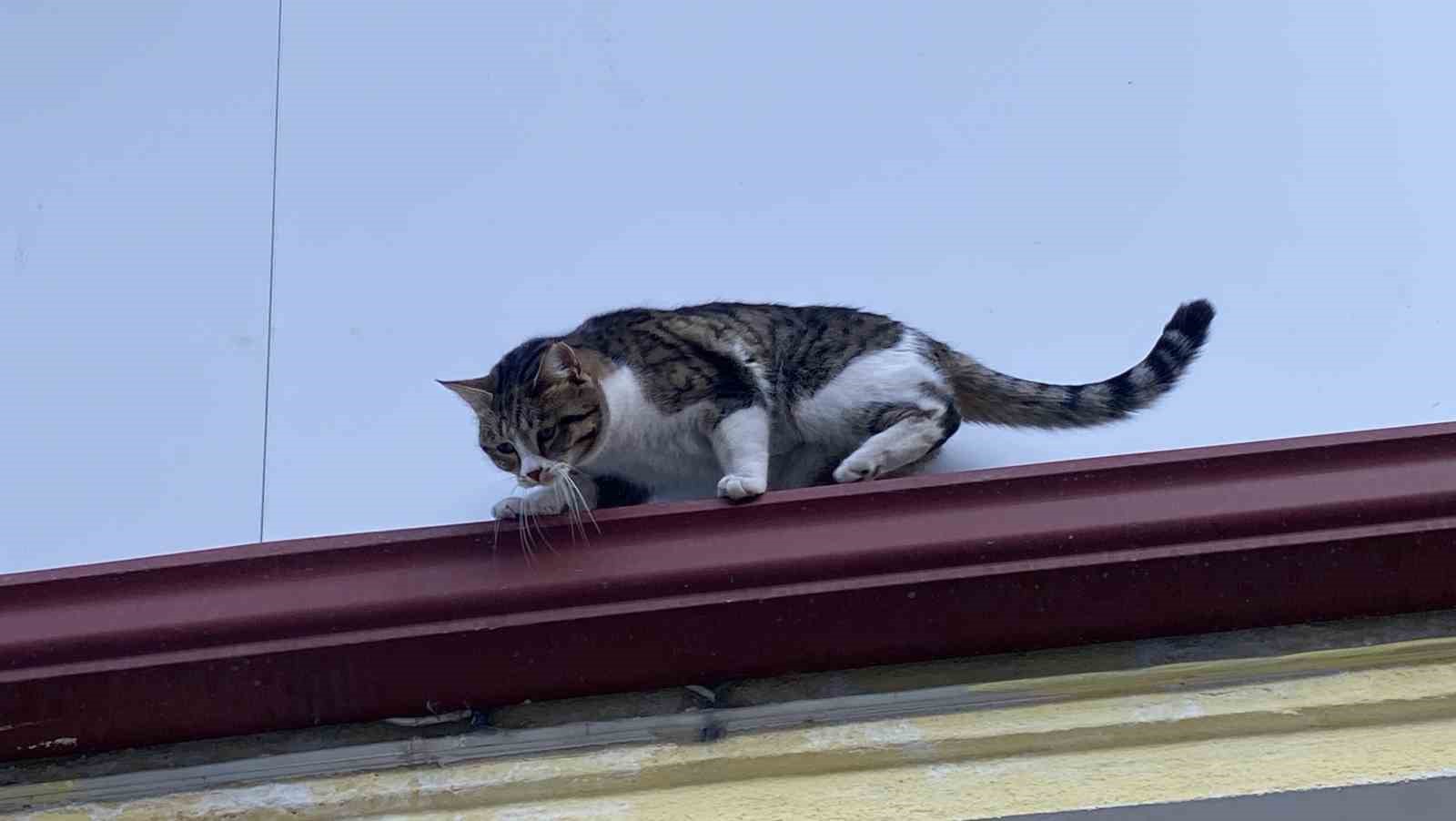 Çatıda mahsur kalmış gibi bağırıp gençlerle oynayan kedi yine aynısını yaptı
