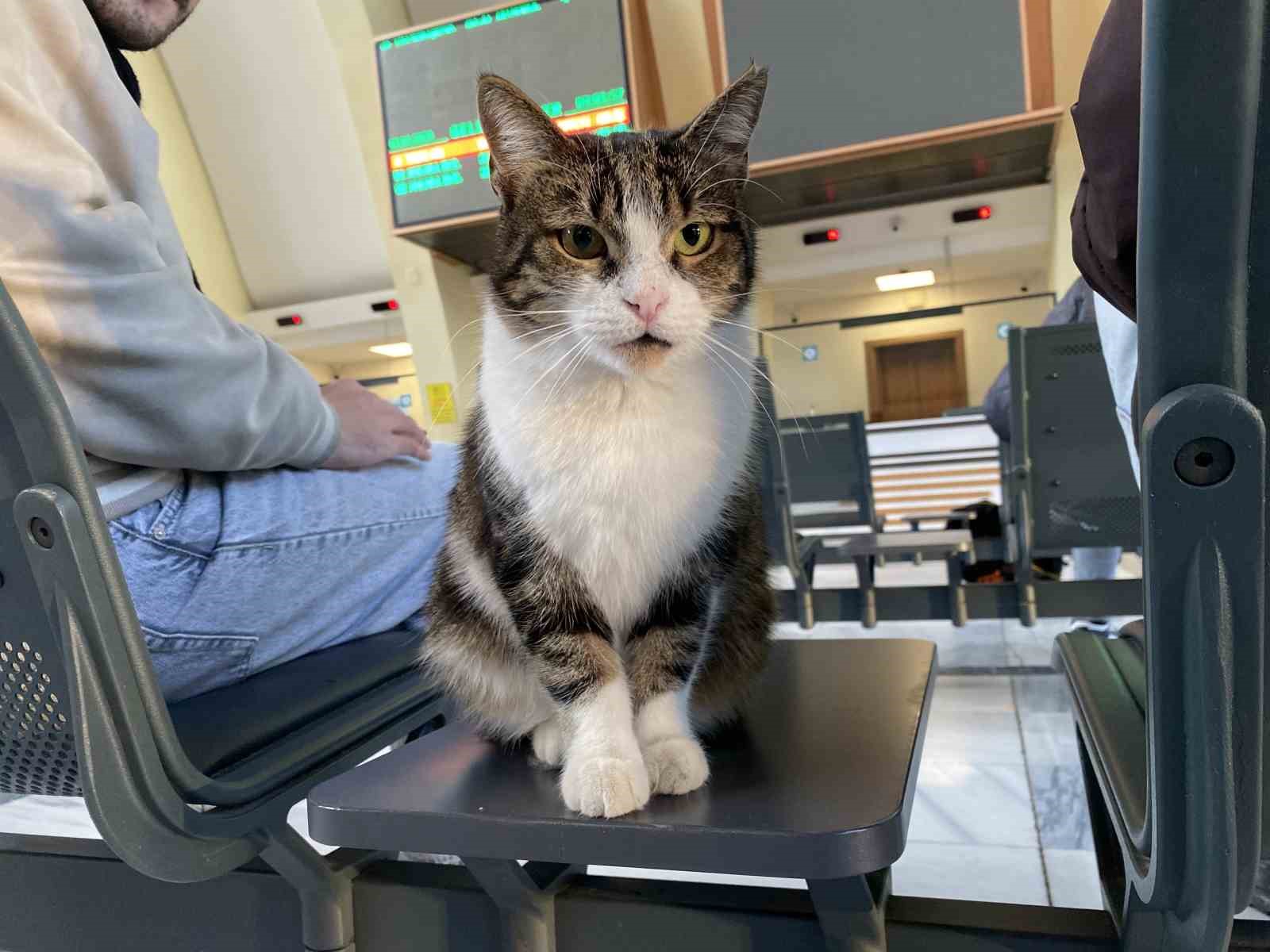 Çatıda mahsur kalmış gibi bağırıp gençlerle oynayan kedi yine aynısını yaptı
