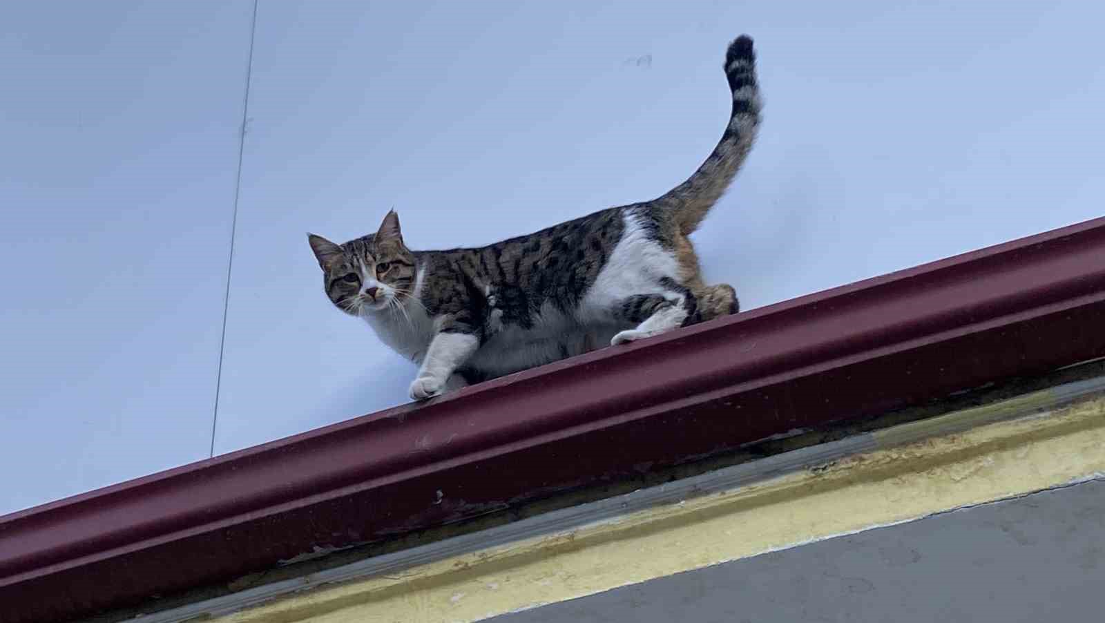 Çatıda mahsur kalmış gibi bağırıp gençlerle oynayan kedi yine aynısını yaptı
