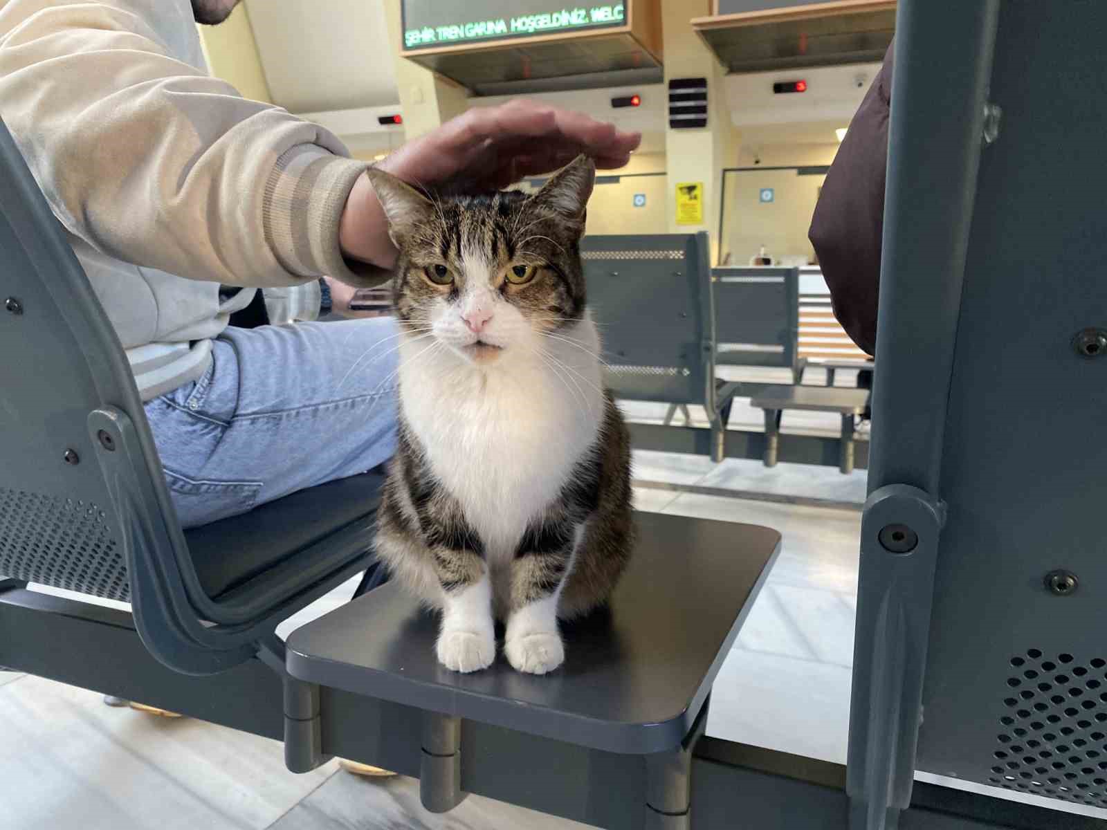 Çatıda mahsur kalmış gibi bağırıp gençlerle oynayan kedi yine aynısını yaptı
