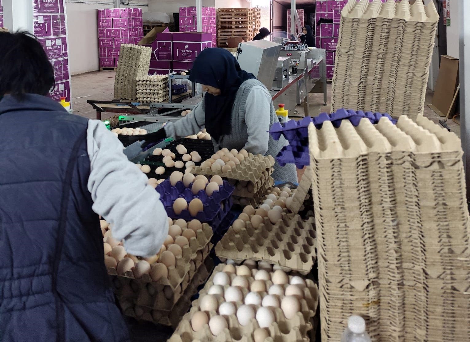 Çavdarhisar’da ticari yumurtacı kanatlı işletmesinde inceleme
