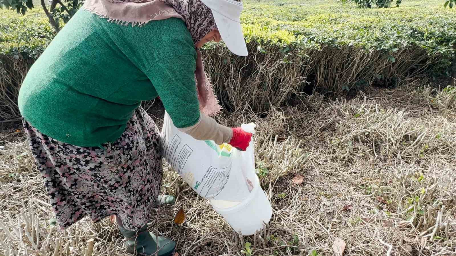 Çay üreticileri yeni sezona hazırlanıyor
