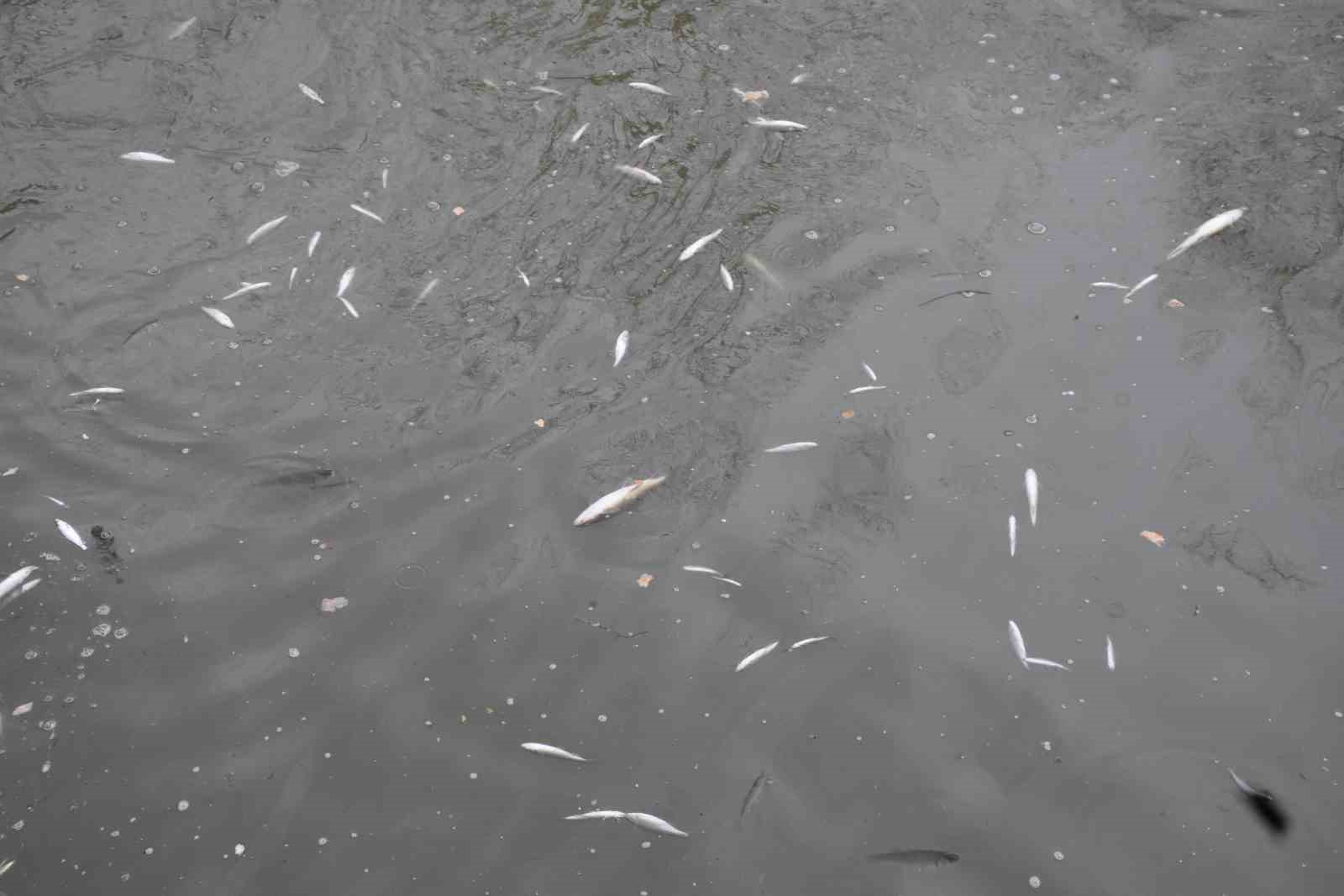 Çayda korkutan görüntü: Yüzeye çıkan balıklar ölüyor
