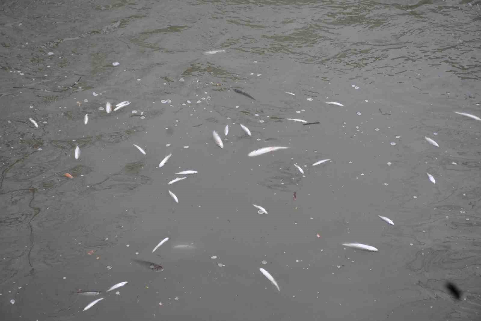 Çayda korkutan görüntü: Yüzeye çıkan balıklar ölüyor
