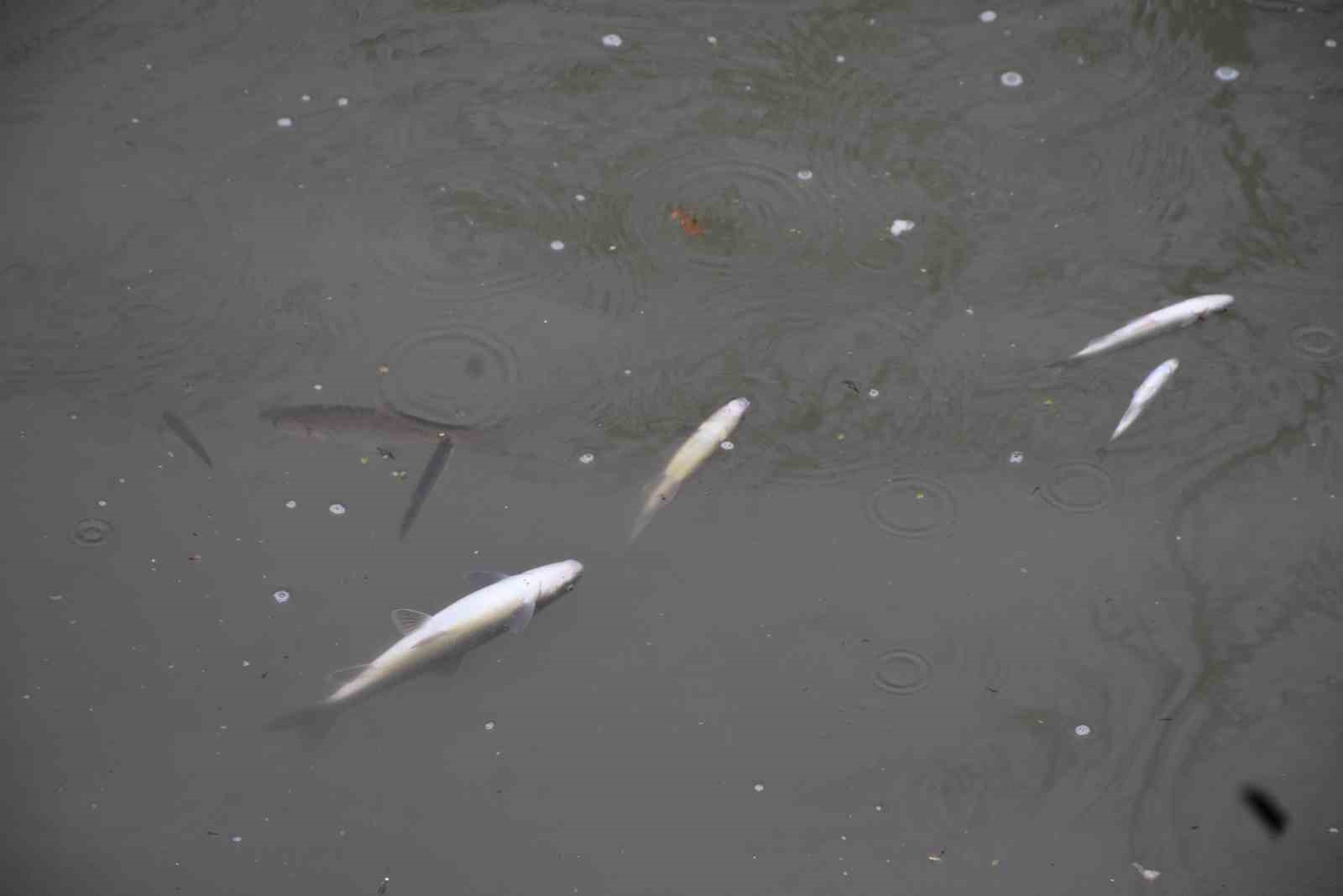 Çayda korkutan görüntü: Yüzeye çıkan balıklar ölüyor
