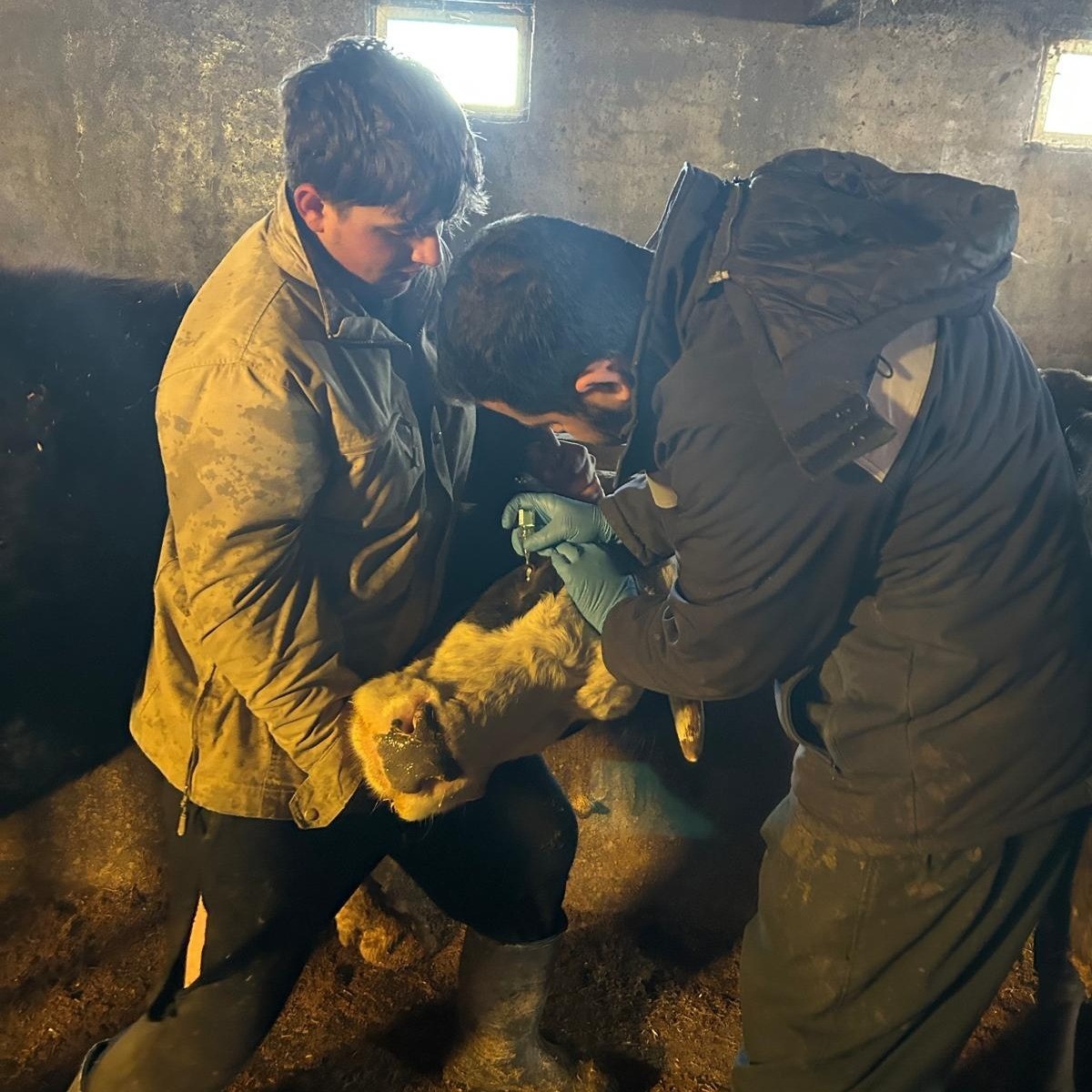 Çayırlı’da büyükbaş hayvanlara aşılama çalışması sürüyor
