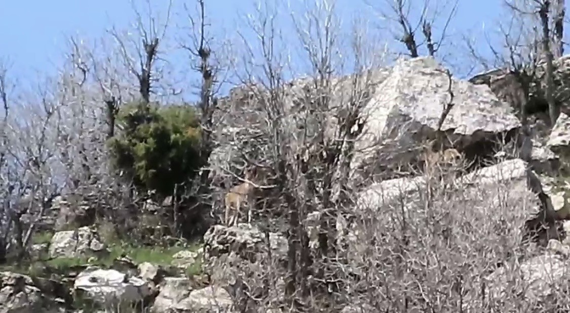 Çermik dağları ’dağ keçilerine’ emanet
