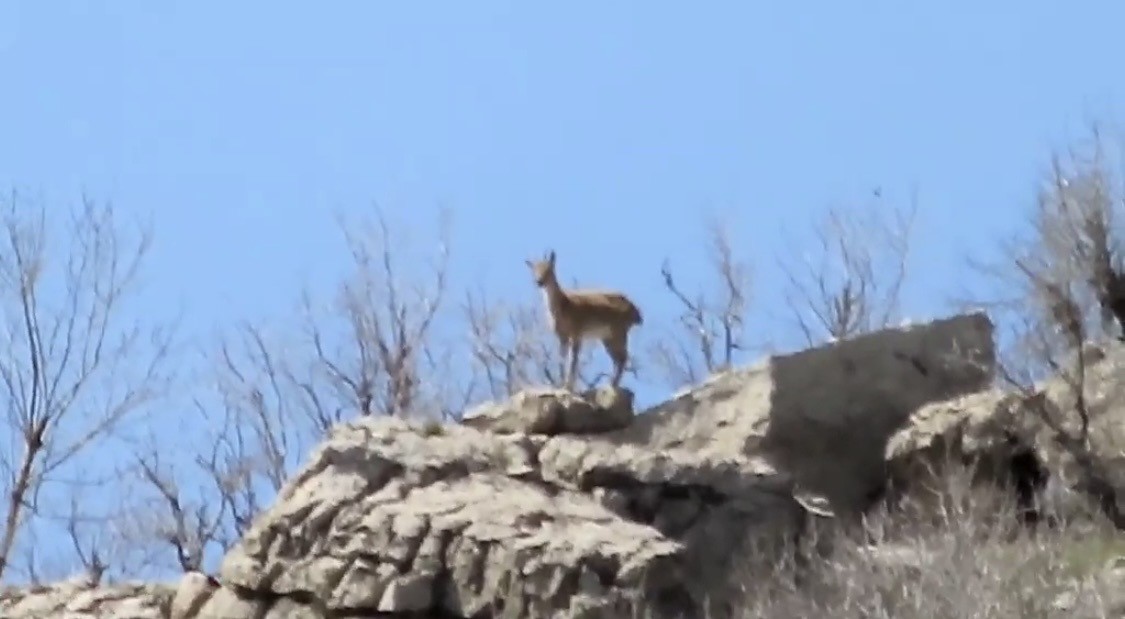 Çermik dağları ’dağ keçilerine’ emanet
