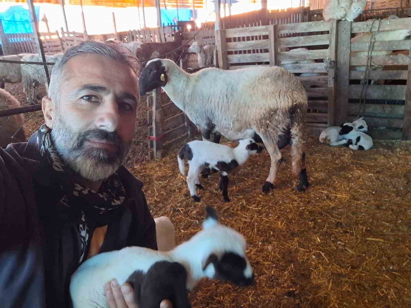 Çeşme sakızı ile Fransız koçunu birleştirdi, verimi katladı
