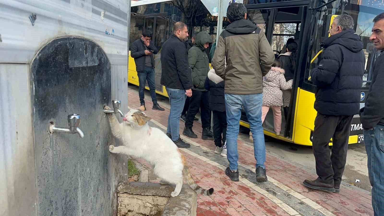 Çeşmeye patisini dayayan kedi, vatandaşların musluğu açmasıyla kana kana su içti
