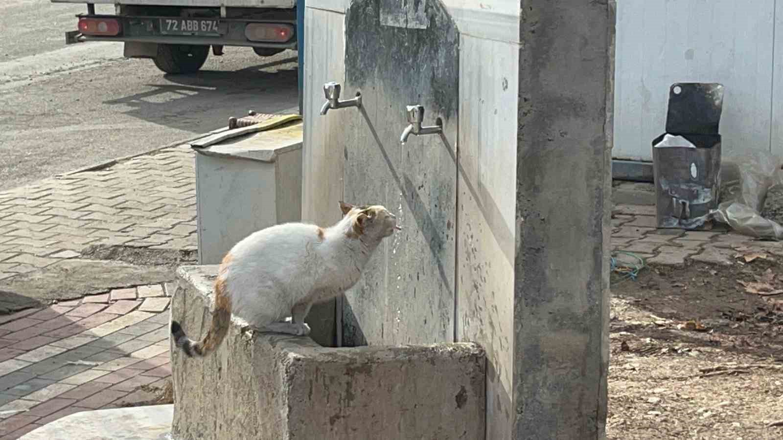 Çeşmeye patisini dayayan kedi, vatandaşların musluğu açmasıyla kana kana su içti
