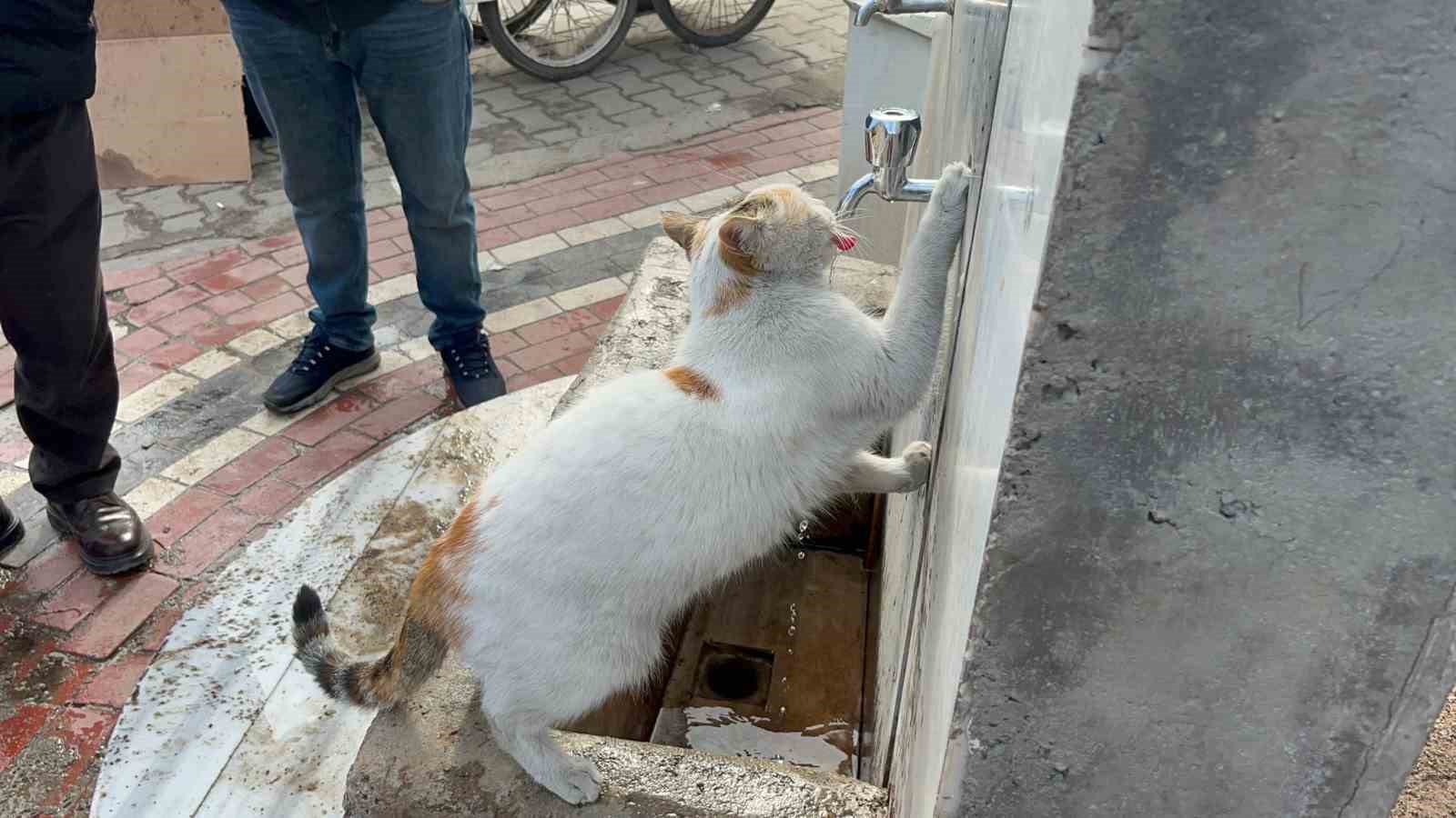 Çeşmeye patisini dayayan kedi, vatandaşların musluğu açmasıyla kana kana su içti
