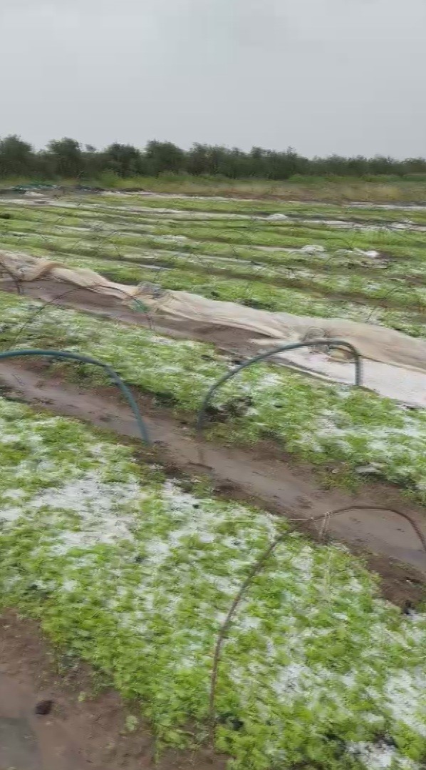 Çevreyi beyaza bürüyen fındık büyüklüğündeki dolu tarım arazilerini vurdu
