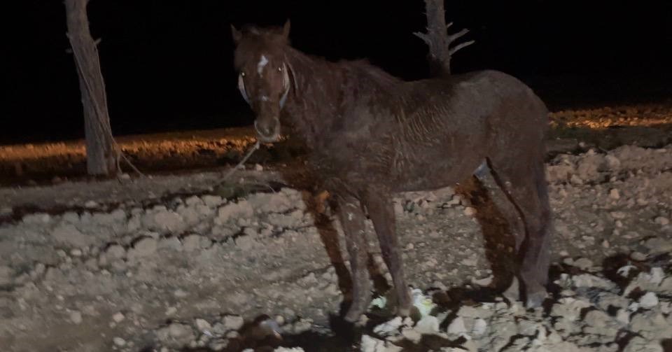 Ceylanpınar’da otomobil, at arabasına çarptı: 2 yaralı
