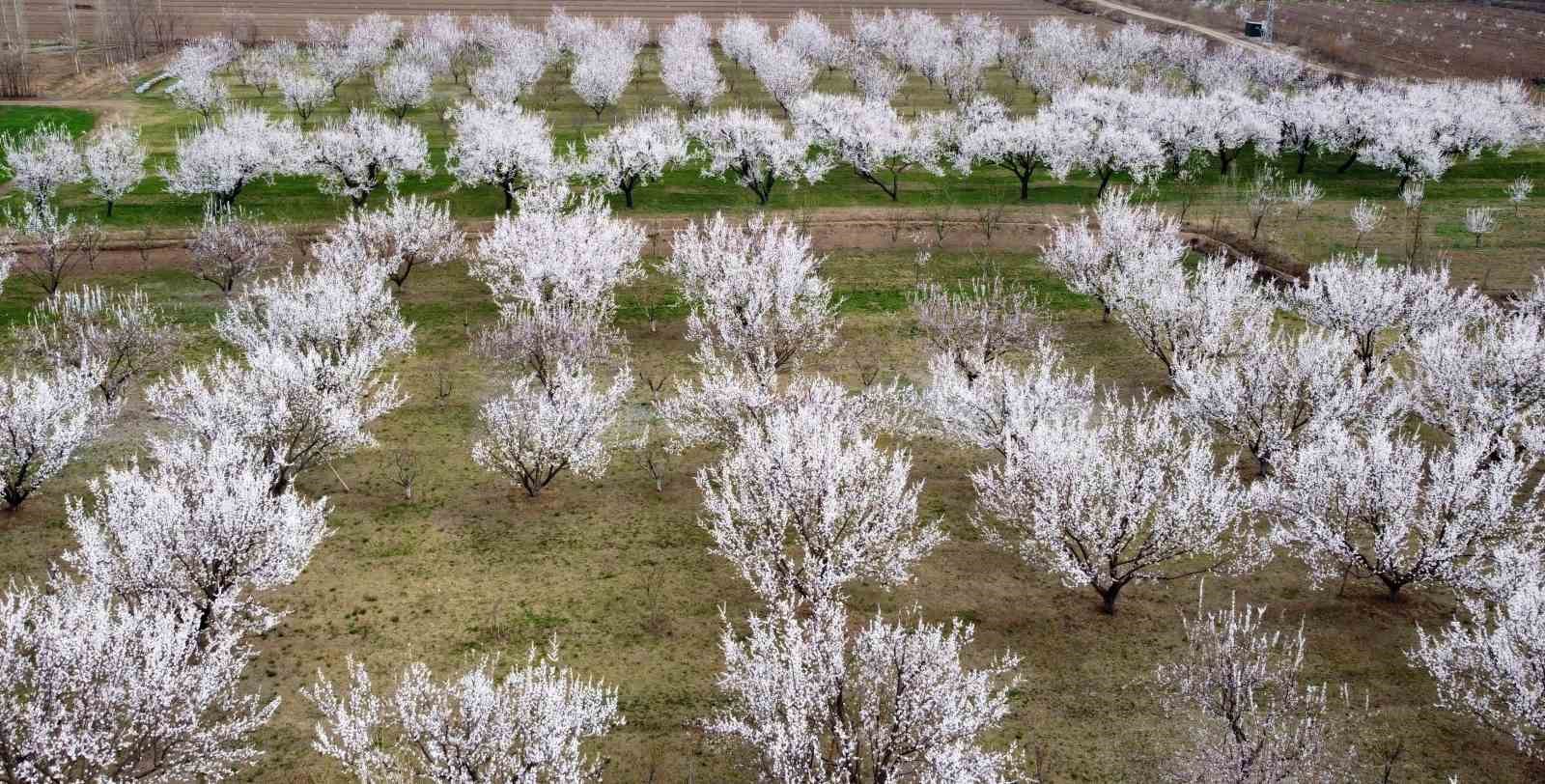 Çiçek açan ağaçların görselliği mest etti
