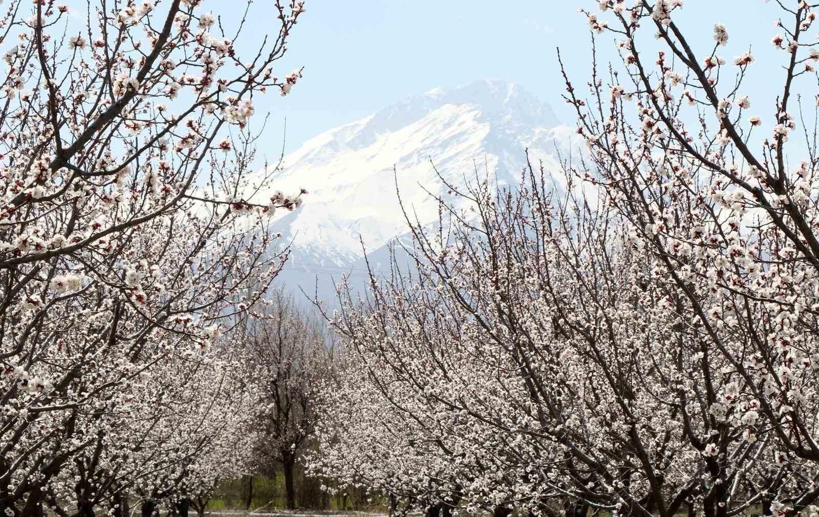 Çiçek açan ağaçların görselliği mest etti
