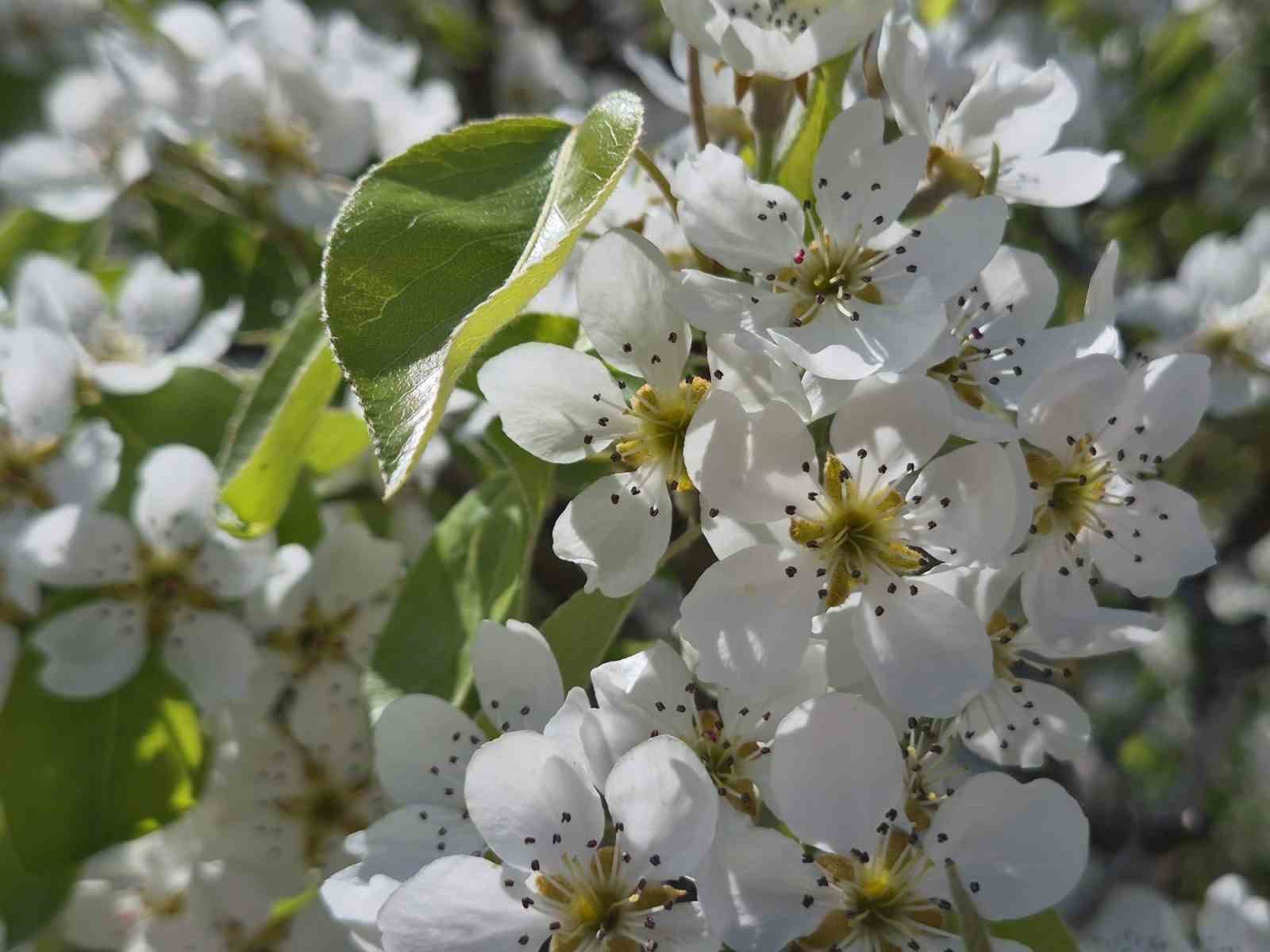 Çiçek açan armut ağacının güzelliği
