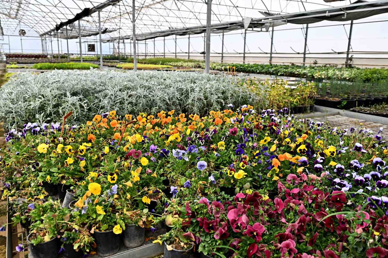 Çiçek Desenleri Günleri için 130 bin dal çiçek yetiştiriliyor
