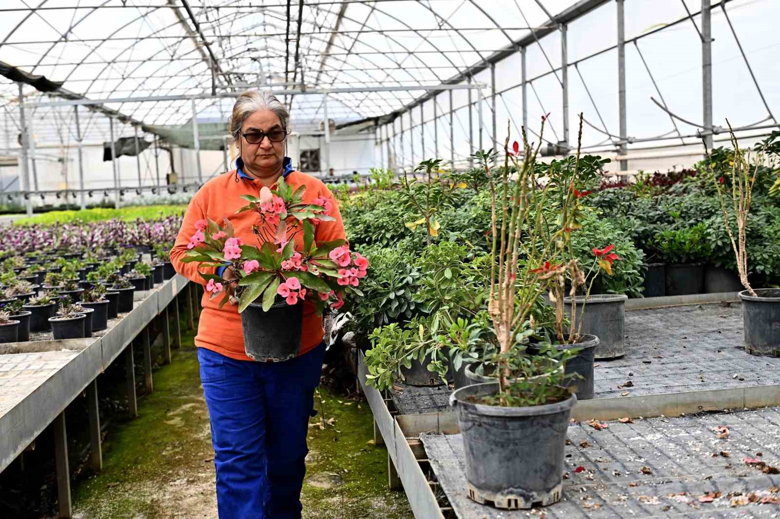 Çiçek Desenleri Günleri için 130 bin dal çiçek yetiştiriliyor
