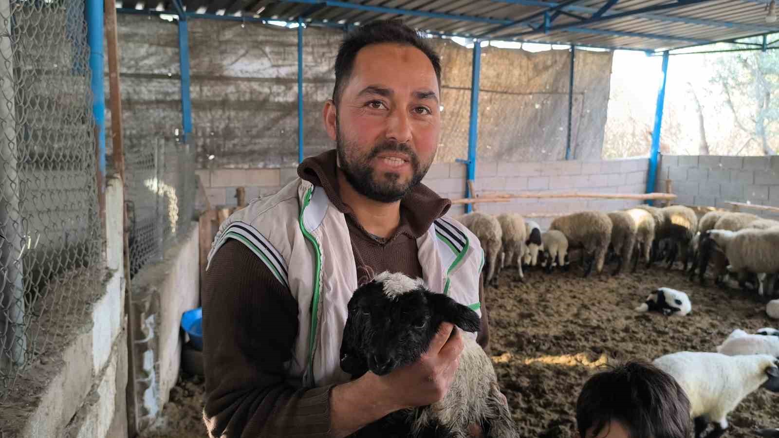 Çift başı ve 4 gözü ile doğan kuzu yaşama tutundu
