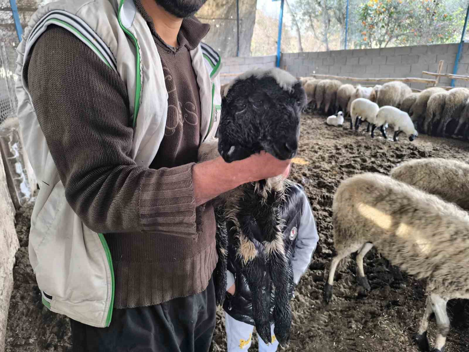 Çift başı ve 4 gözü ile doğan kuzu yaşama tutundu
