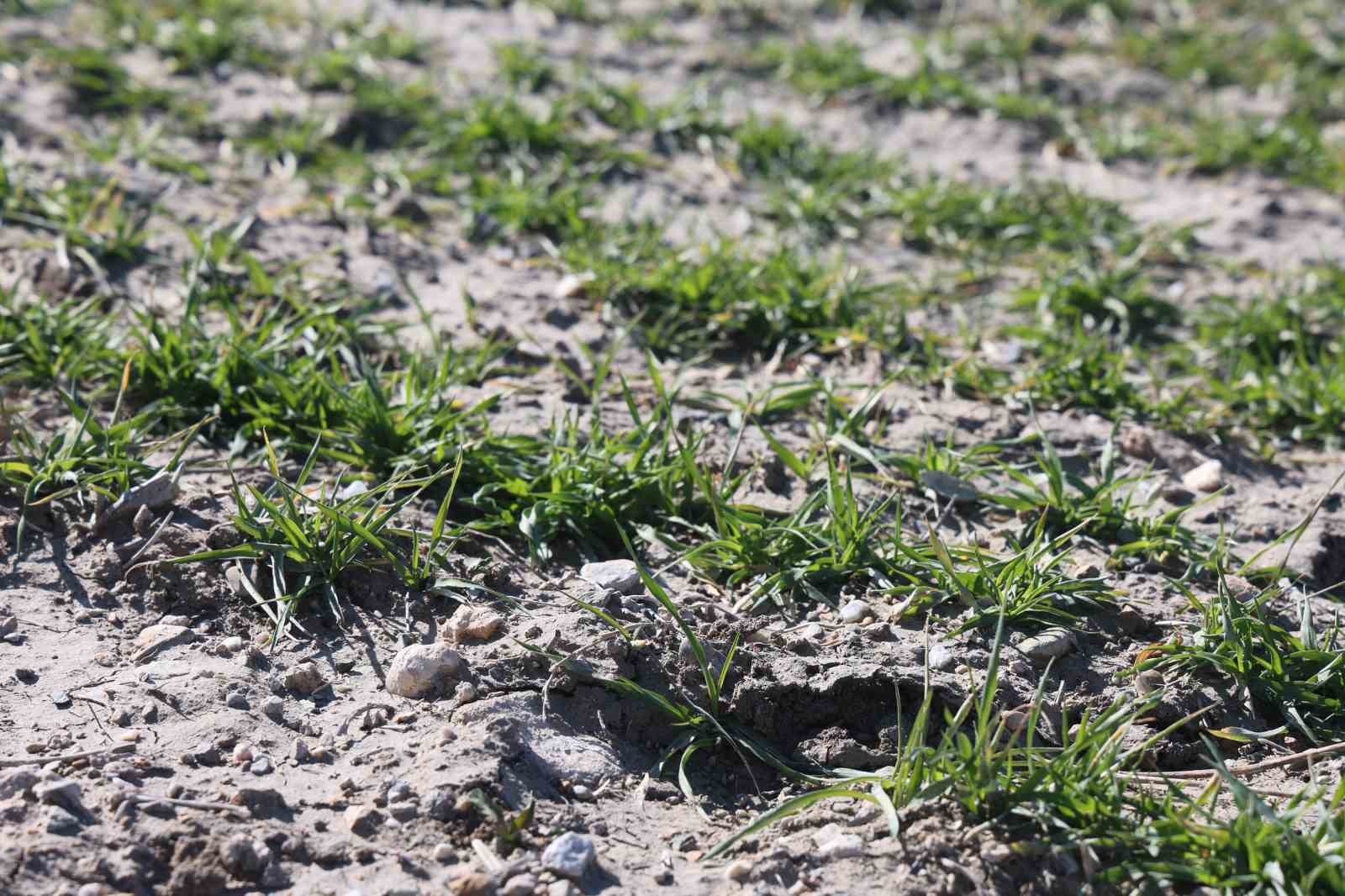 Çiftçilere hububata hastalık gelmeden erken müdahale uyarısı
Çiftçilere hububata hastalık gelmeden erken müdahale uyarısı