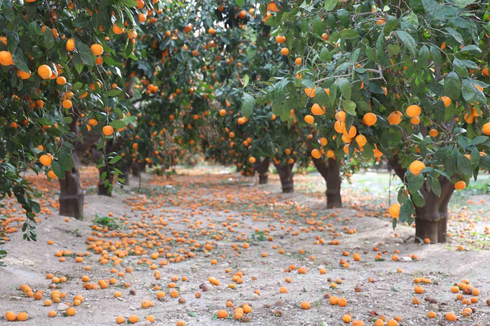 Çiftçinin dalından bedavaya vermeye razı olduğu mandalina bahçelerinde toprak turuncuya döndü
