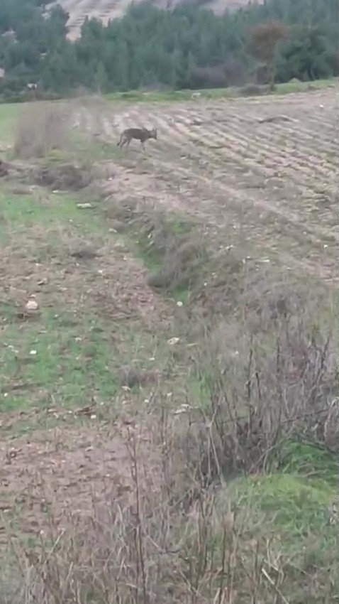 Çiftçinin kurtla ilginç diyaloğu kamerada
