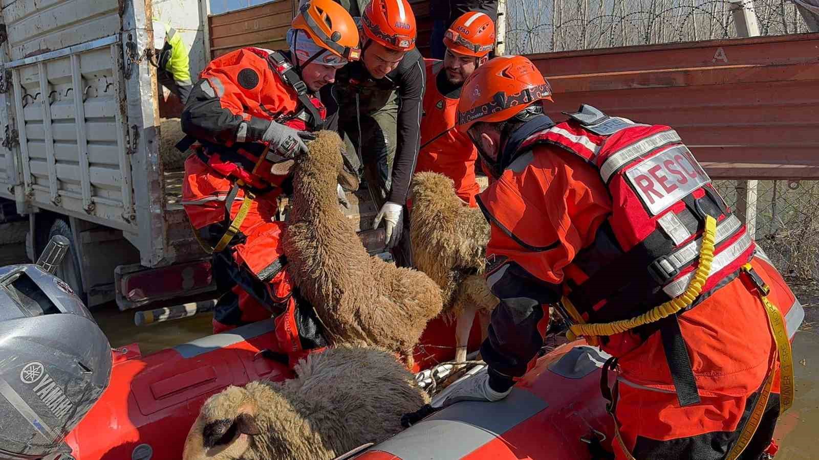 Çiftliklerde mahsur kalan hayvanlar botla kurtarılıyor
