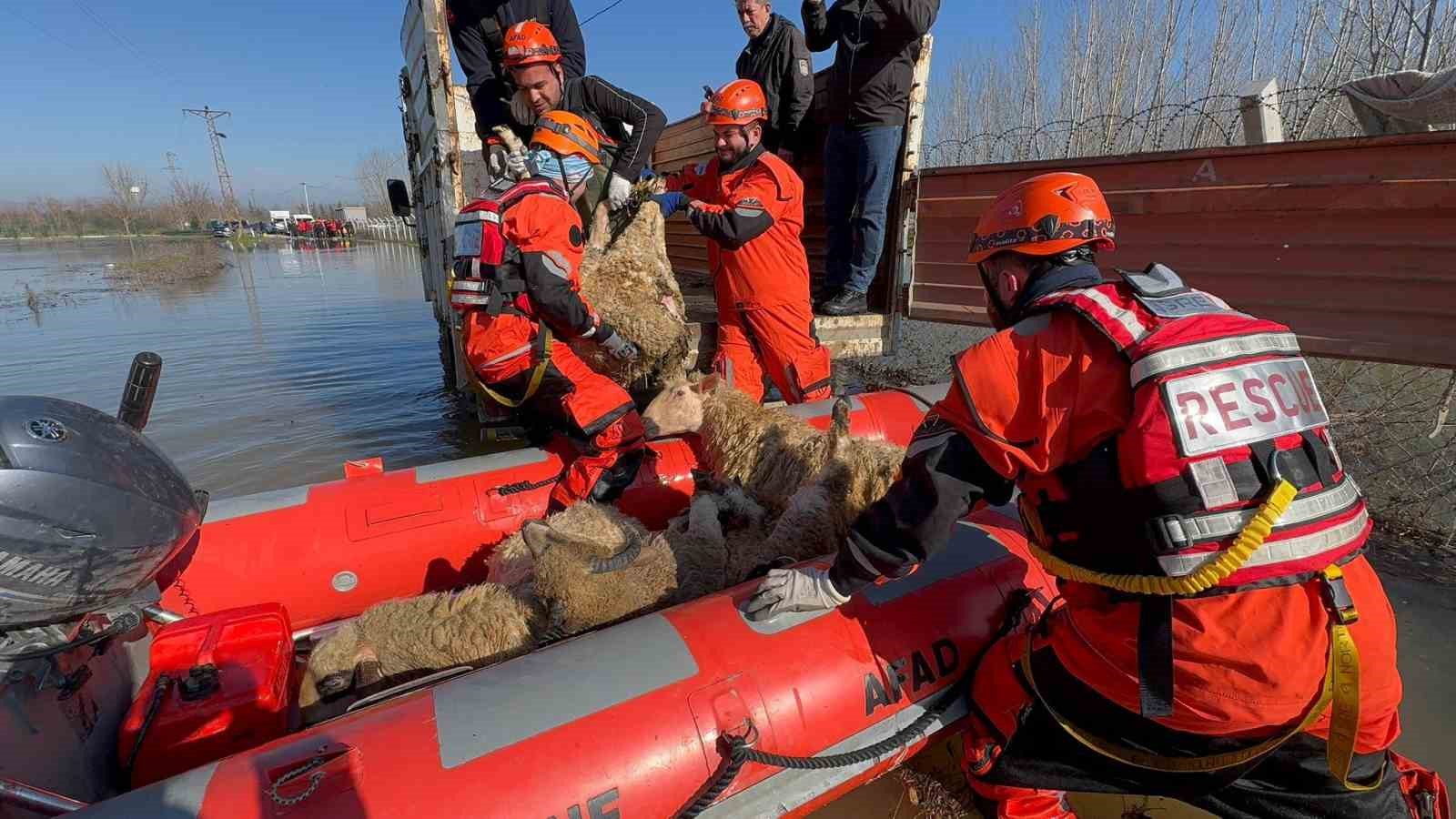 Çiftliklerde mahsur kalan hayvanlar botla kurtarılıyor
