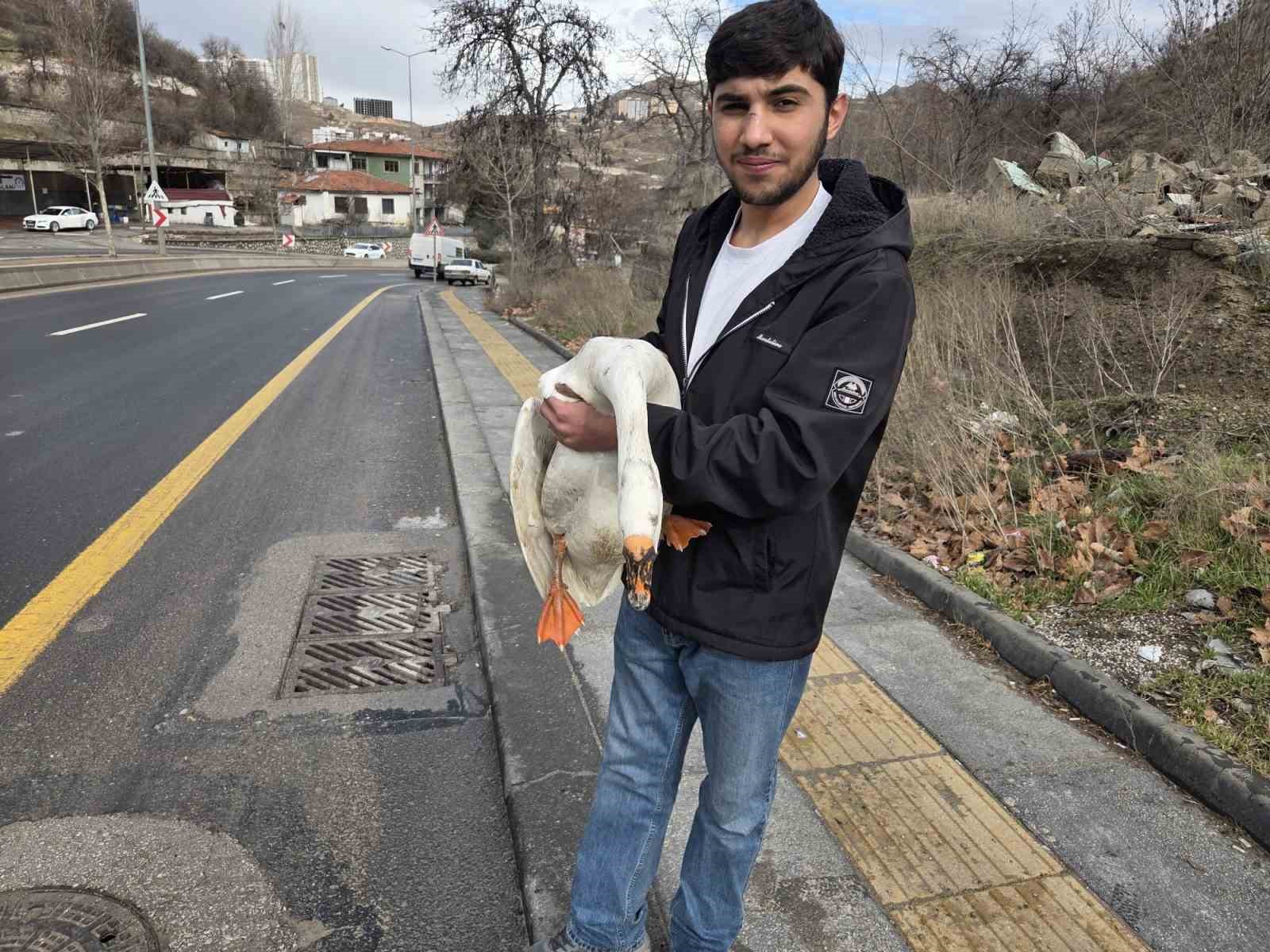 Çiftlikten kaçıp yola atlayan kaz sürücülere zor anlar yaşattı
