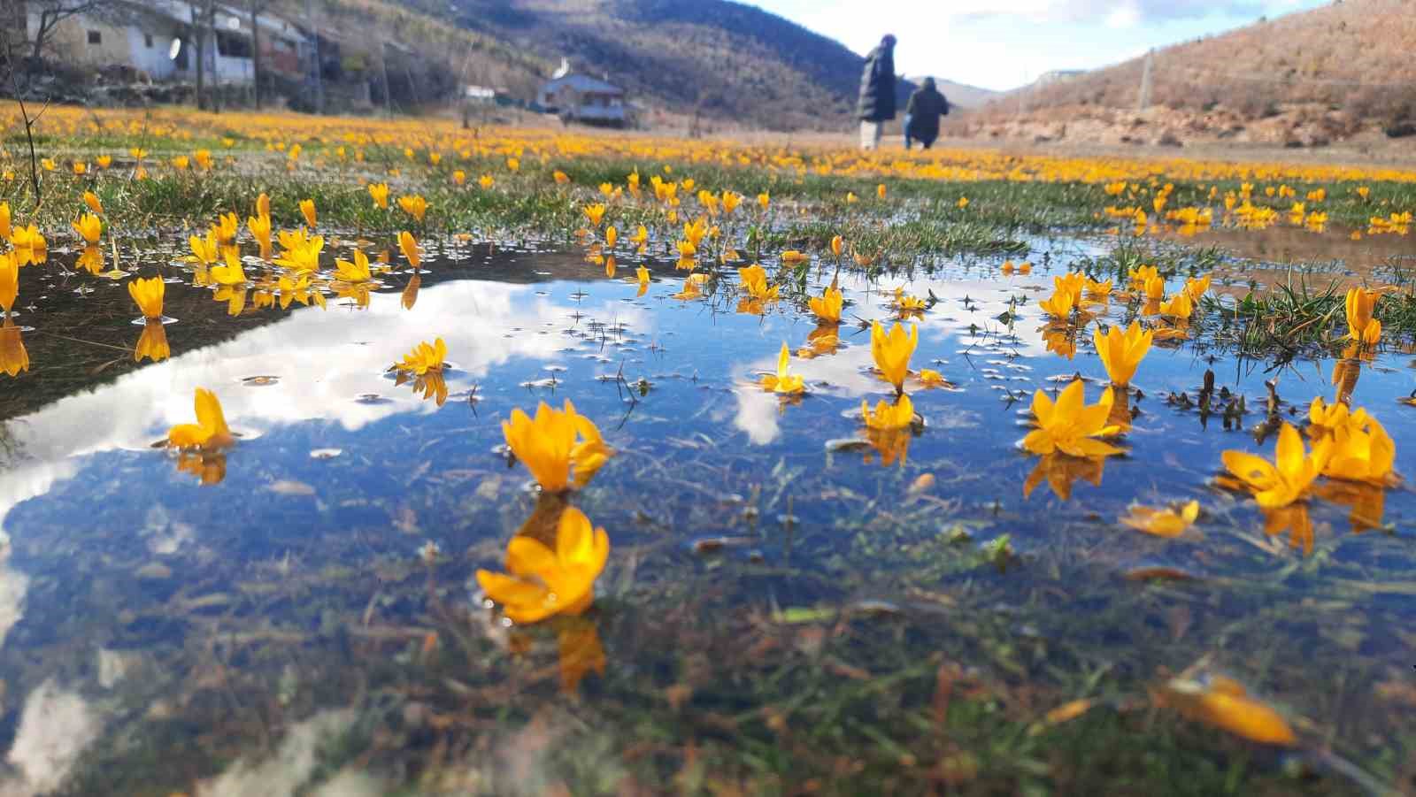 Çiğdemlerin açtığı Bartlı Yaylası’nda görsel şölen
