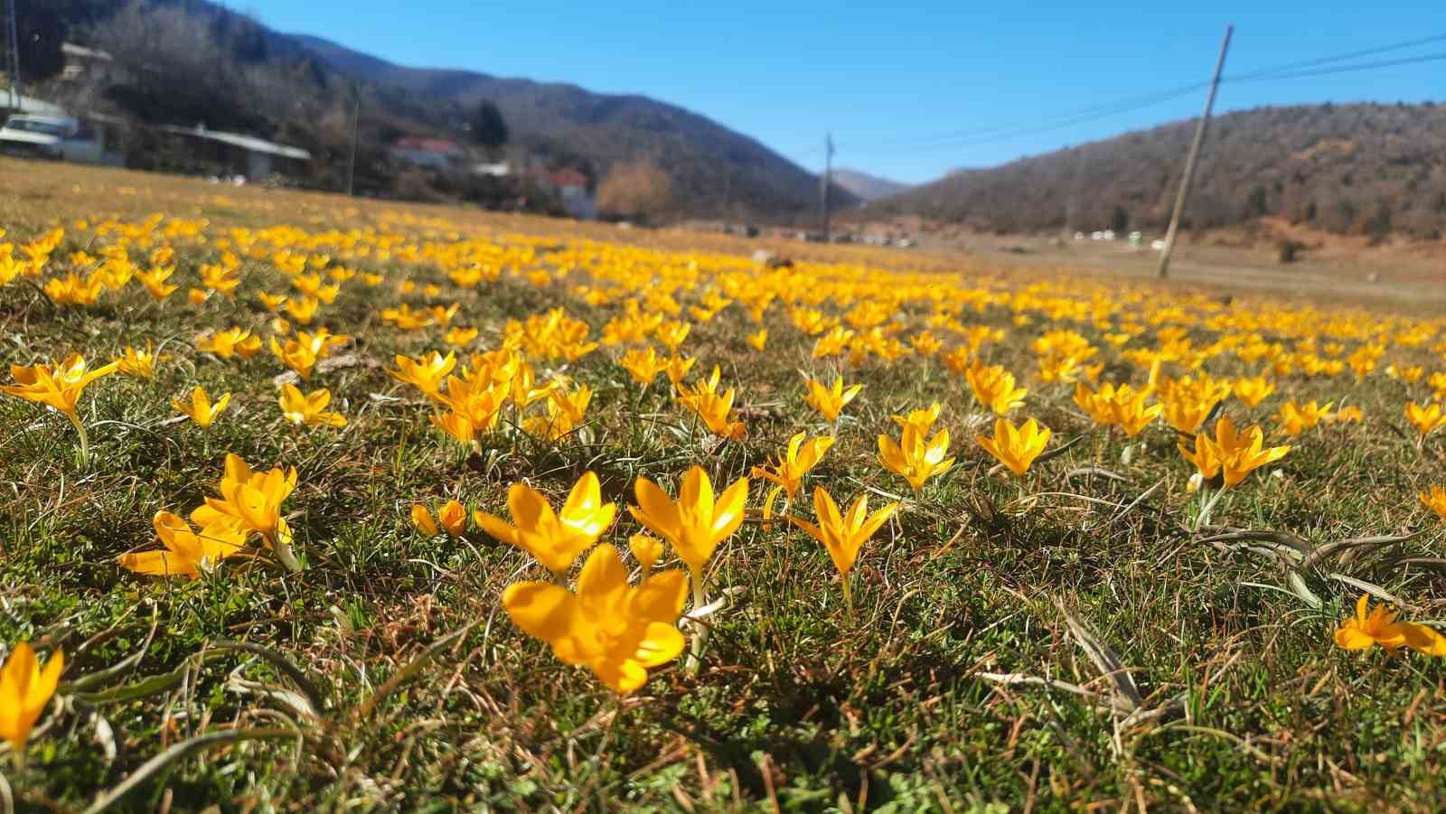 Çiğdemlerin açtığı Bartlı Yaylası’nda görsel şölen

