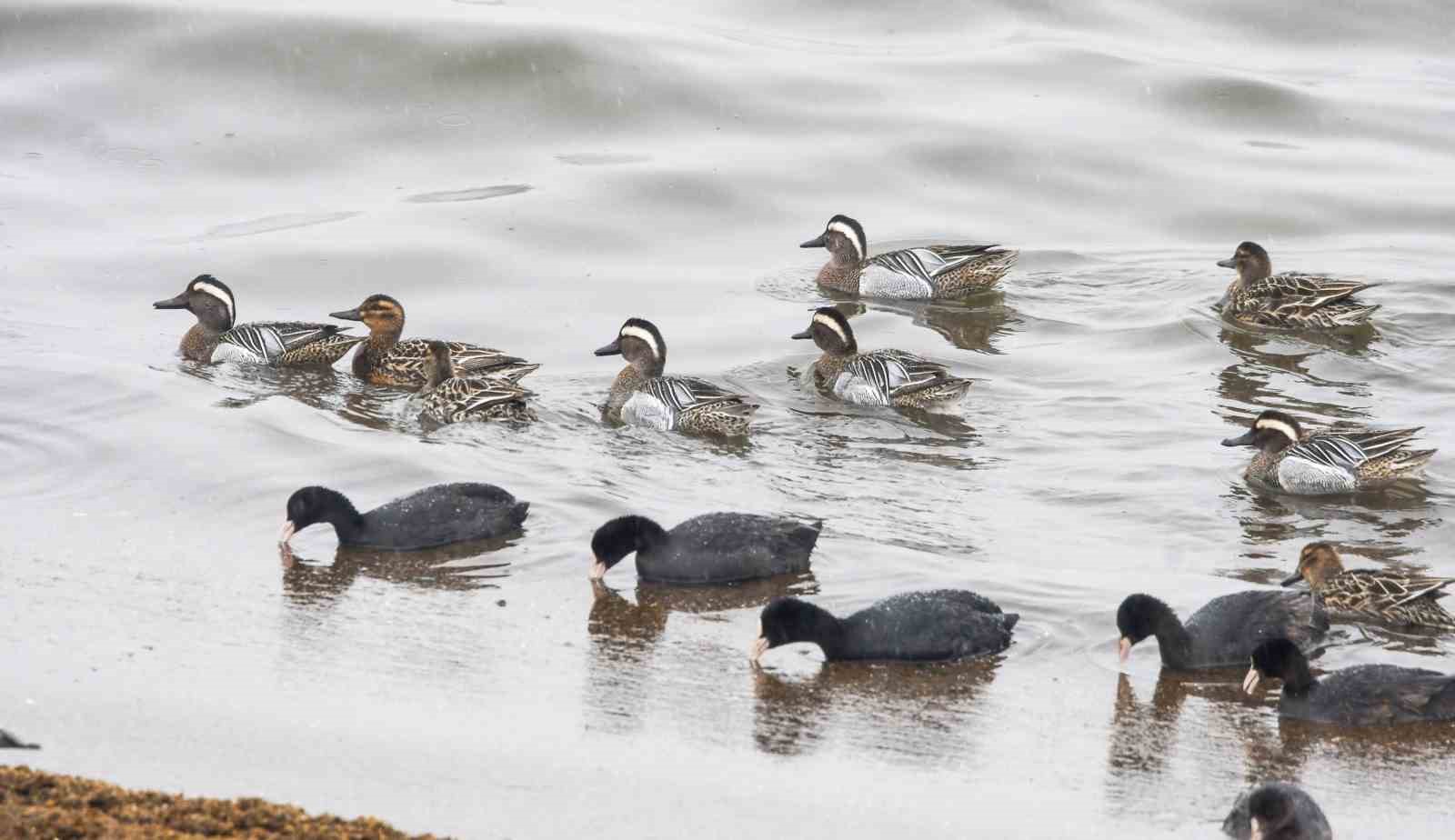Çıkrıkçın ördekleri Van Gölü sahilinde görüntülendi
