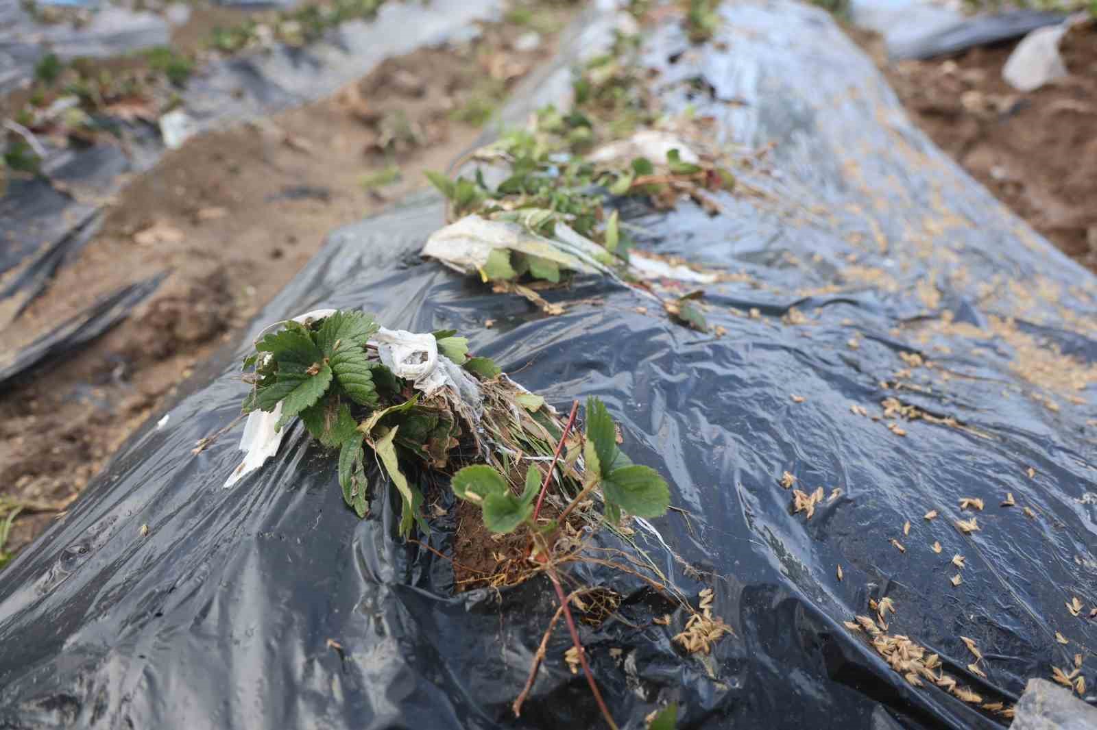 Çilek bahçesi selle birlikte su altında kaldı
