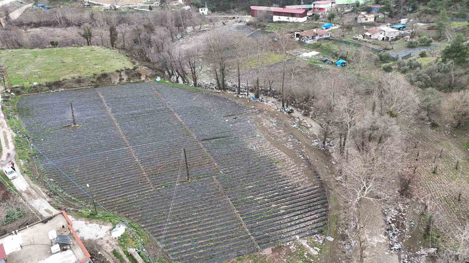 Çilek bahçesi selle birlikte su altında kaldı
