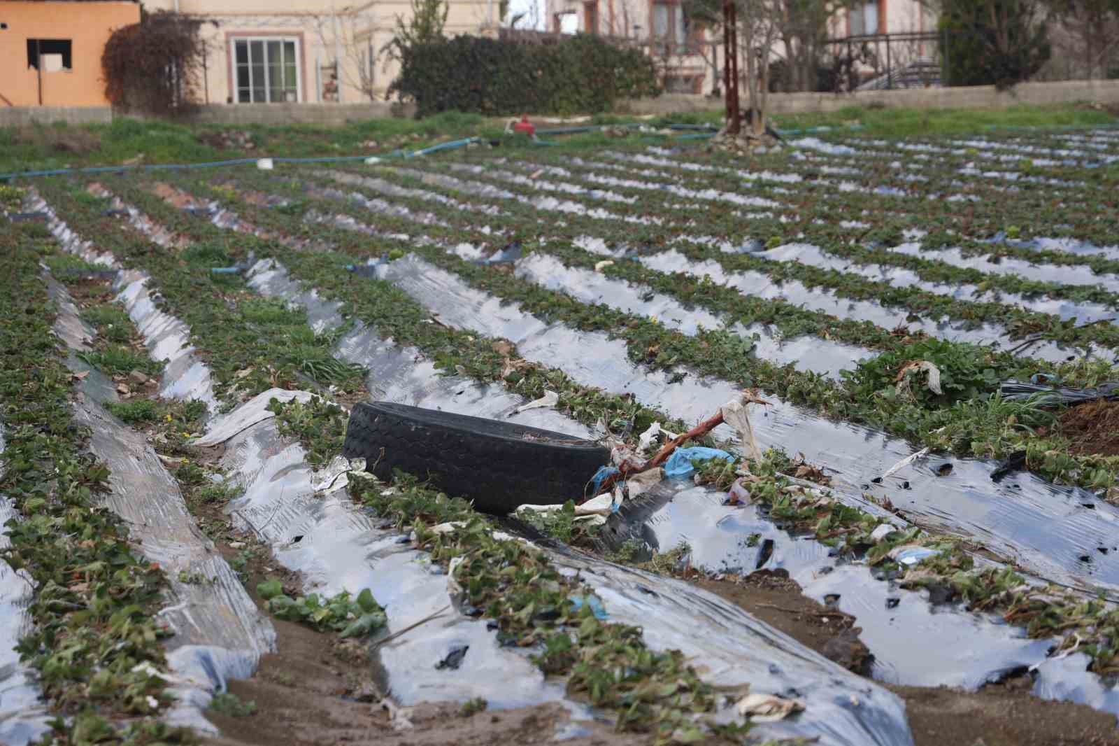 Çilek bahçesi selle birlikte su altında kaldı

