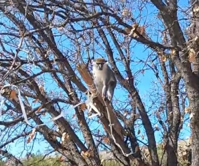 Çivril’de görülen maymun koruma altına alındı
