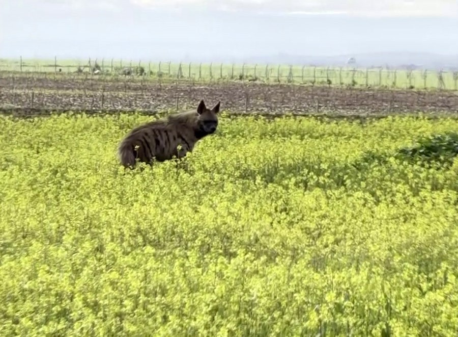 Çizgili sırtlan sarıçiçekler arasında görüntülendi
